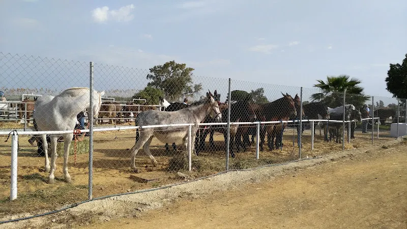 Complejo deportivo Jesús Navas - Los Palacios y Villafranca