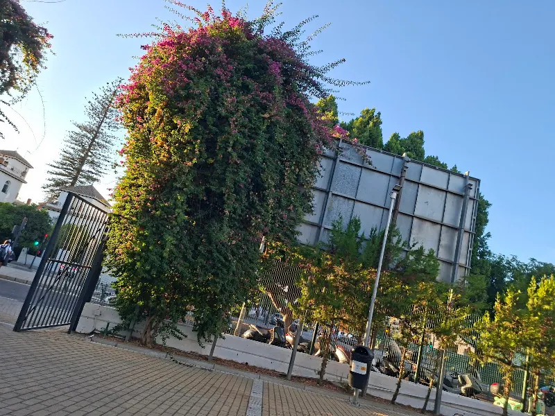 Instituto municipal de deportes - Club deportivo en Sevilla - foto 2
